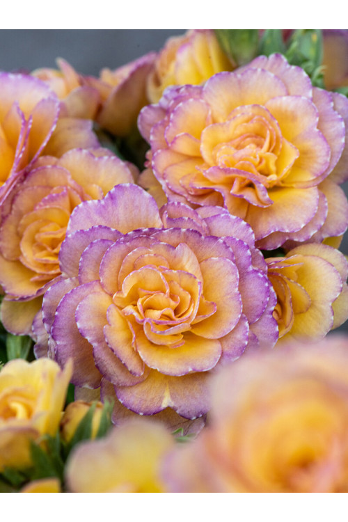 Pierwiosnek 'Pretty Polly Blushing Peach' |Primula