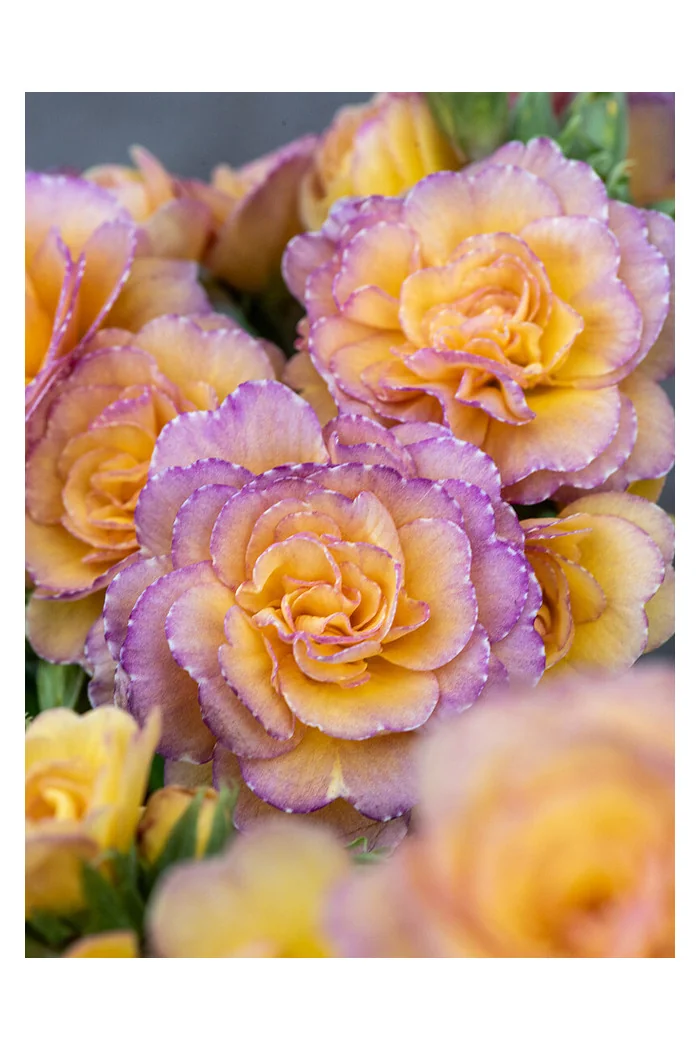 Pierwiosnek 'Pretty Polly Blushing Peach' |Primula