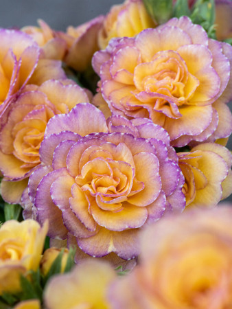 Pierwiosnek 'Pretty Polly Blushing Peach' |Primula