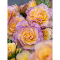 Pierwiosnek 'Pretty Polly Blushing Peach' |Primula