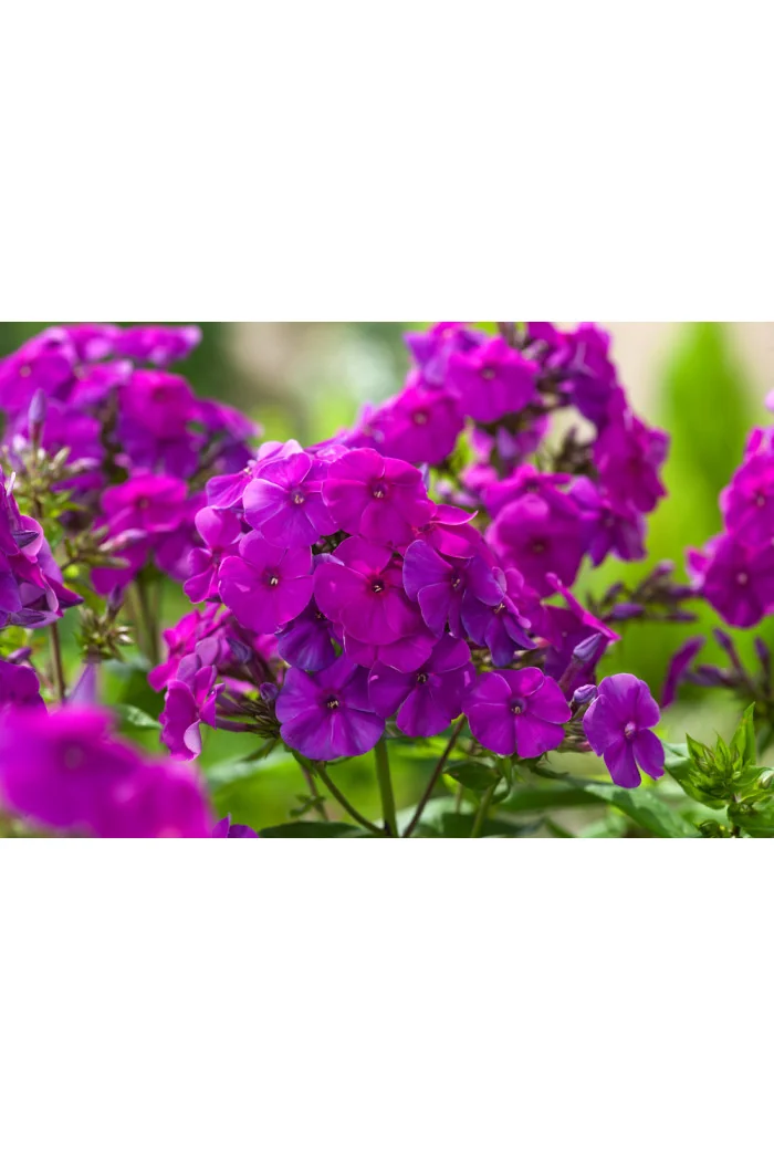 Floks wiechowaty 'Flame Purple ' | Phlox panniculata