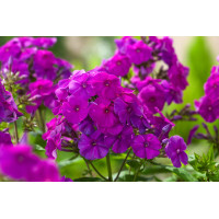 Floks wiechowaty 'Flame Purple ' | Phlox panniculata