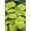 Funkia 'Piedmont Gold' Hosta