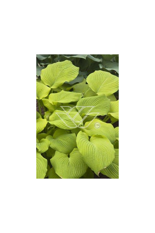 Funkia 'Piedmont Gold' Hosta