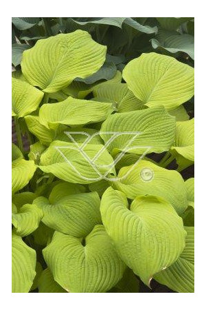 Funkia 'Piedmont Gold' Hosta