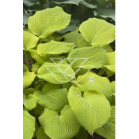 Funkia 'Piedmont Gold' Hosta