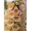 Naparstnica 'Dalmatian Peach' | Digitalis