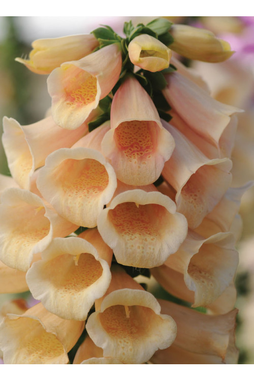 Naparstnica 'Dalmatian Peach' | Digitalis