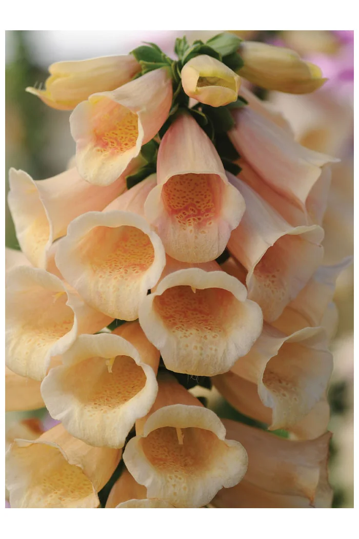 Naparstnica 'Dalmatian Peach' | Digitalis