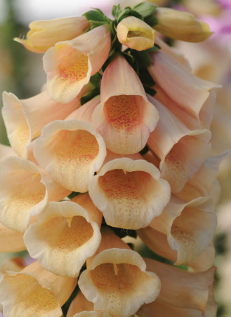 Naparstnica 'Dalmatian Peach' | Digitalis