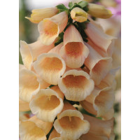 Naparstnica 'Dalmatian Peach' | Digitalis