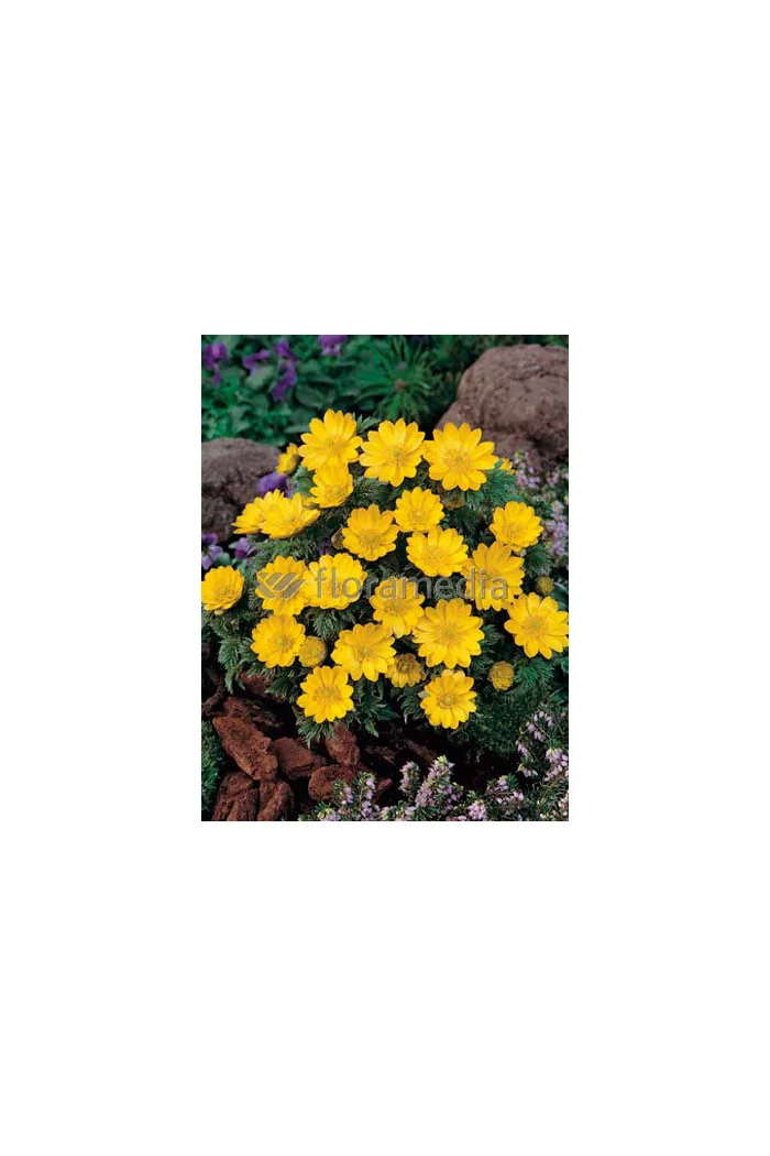 Rumian Marschalla, Anthemis marschalliana, roślina na skalniak