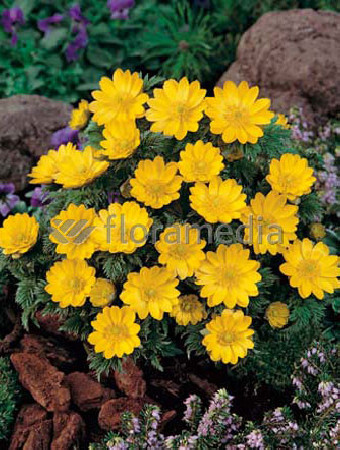 Rumian Marschalla, Anthemis marschalliana, roślina na skalniak