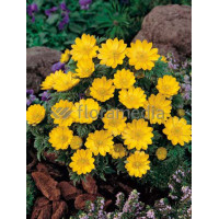 Rumian Marschalla, Anthemis marschalliana, roślina na skalniak