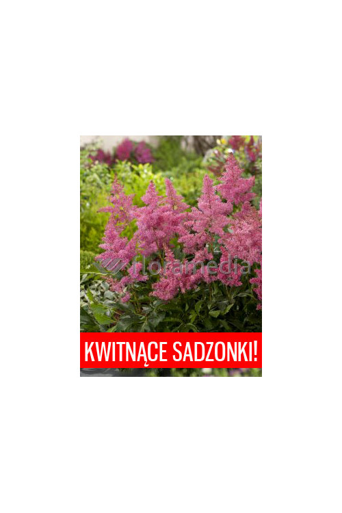 Tawułka arendsa 'Astary Pink' Astilbe arendsii