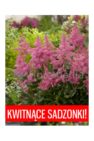 Tawułka arendsa 'Astary Pink' Astilbe arendsii