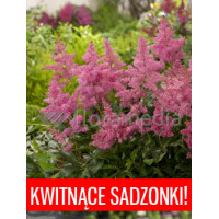 Tawułka arendsa 'Astary Pink' Astilbe arendsii