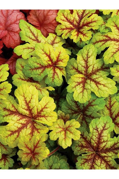 Żuraweczka (Żurawka) 'Citrus Shock' Heucherella
