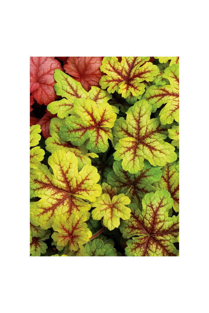 Żuraweczka (Żurawka) 'Citrus Shock' Heucherella