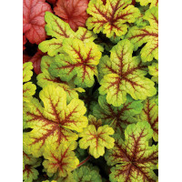Żuraweczka (Żurawka) 'Citrus Shock' Heucherella