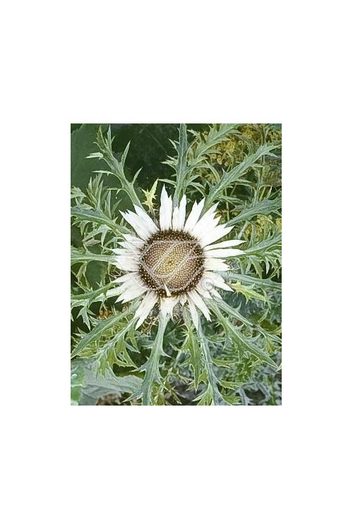 Dziewięćsił bezłodygowy Carlina acaulis