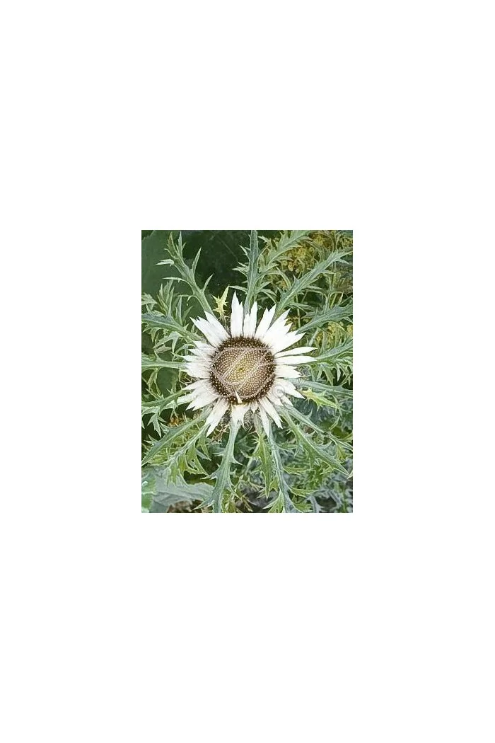 Dziewięćsił bezłodygowy Carlina acaulis