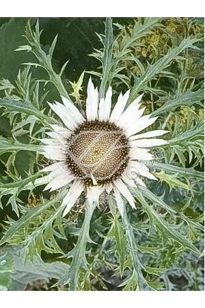 Dziewięćsił bezłodygowy Carlina acaulis