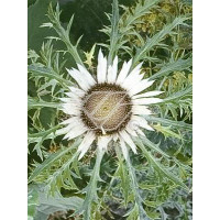 Dziewięćsił bezłodygowy Carlina acaulis