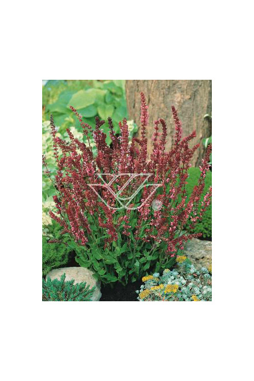 szałwia, szałwia omszona, szałwia Rose Queen