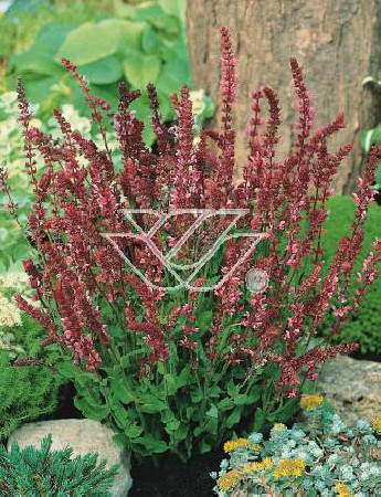 szałwia, szałwia omszona, szałwia Rose Queen