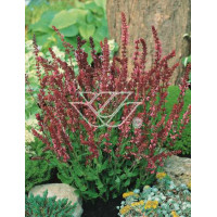 szałwia, szałwia omszona, szałwia Rose Queen