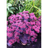 Rozchodnik wielki 'Oriental Dancer' | Sedum telephium