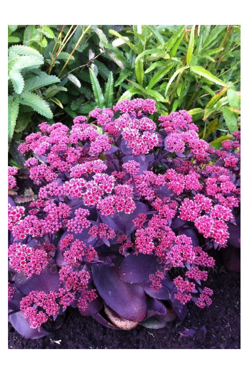 Rozchodnik wielki 'Oriental Dancer' | Sedum telephium