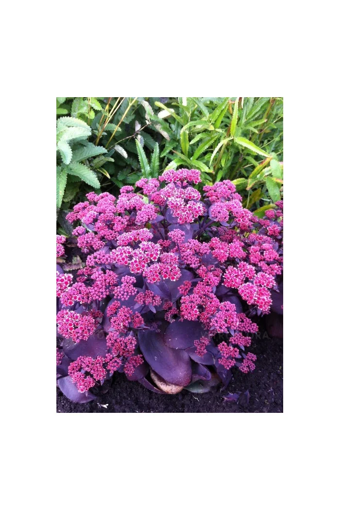 Rozchodnik wielki 'Oriental Dancer' | Sedum telephium