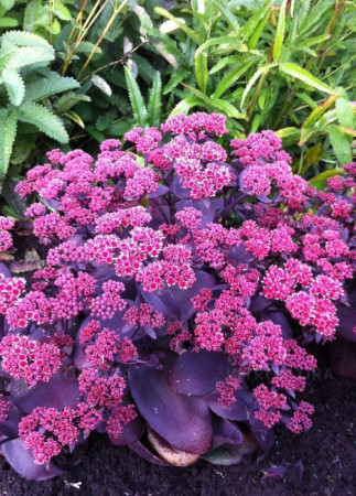 Rozchodnik wielki 'Oriental Dancer' | Sedum telephium