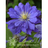 Powojnik 'Copernicus'| Clematis