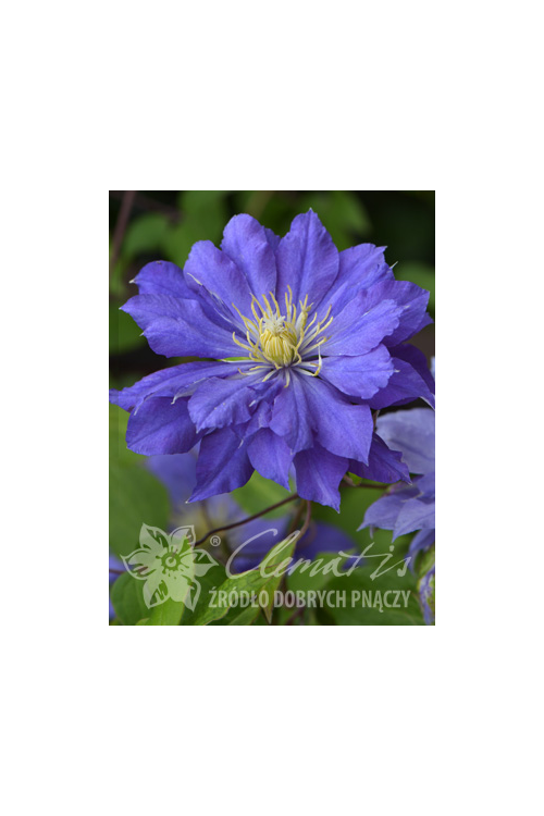 Powojnik 'Copernicus'| Clematis
