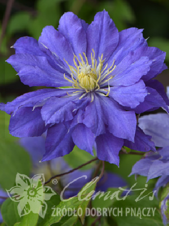 Powojnik 'Copernicus'| Clematis
