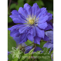 Powojnik 'Copernicus'| Clematis