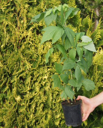 Malina 'Golden Bliss' Rubus idaeus