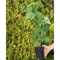 Malina 'Golden Bliss' Rubus idaeus