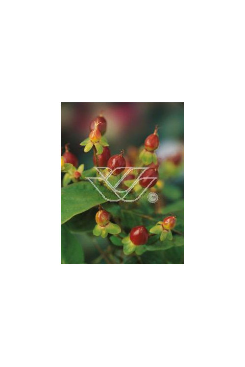 Dziurawiec purpurowy Hypericum purpurea