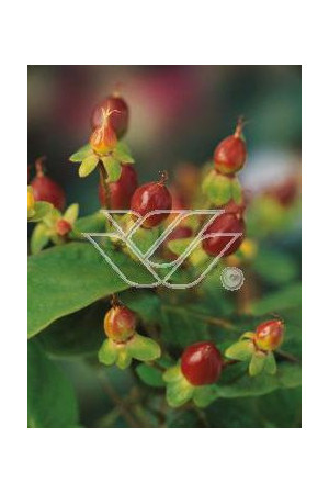 Dziurawiec purpurowy Hypericum purpurea