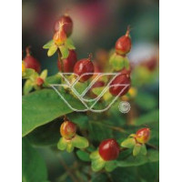 Dziurawiec purpurowy Hypericum purpurea