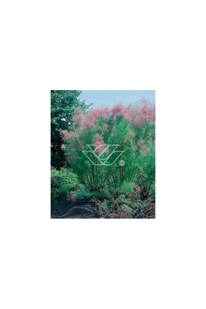 Tamaryszek pięciopręcikowy 'Rubra' Tamarix ramosissima