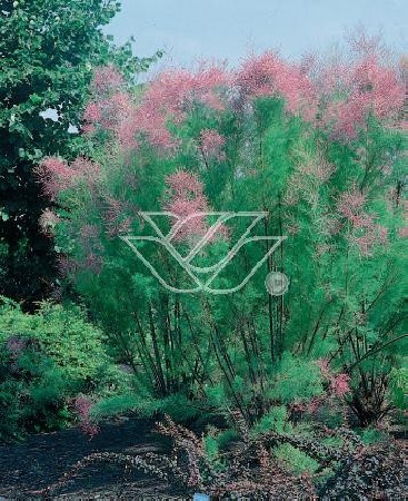 Tamaryszek pięciopręcikowy 'Rubra' Tamarix ramosissima