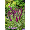Budleja Dawida 'Summer Beauty' | Buddleja dawidii