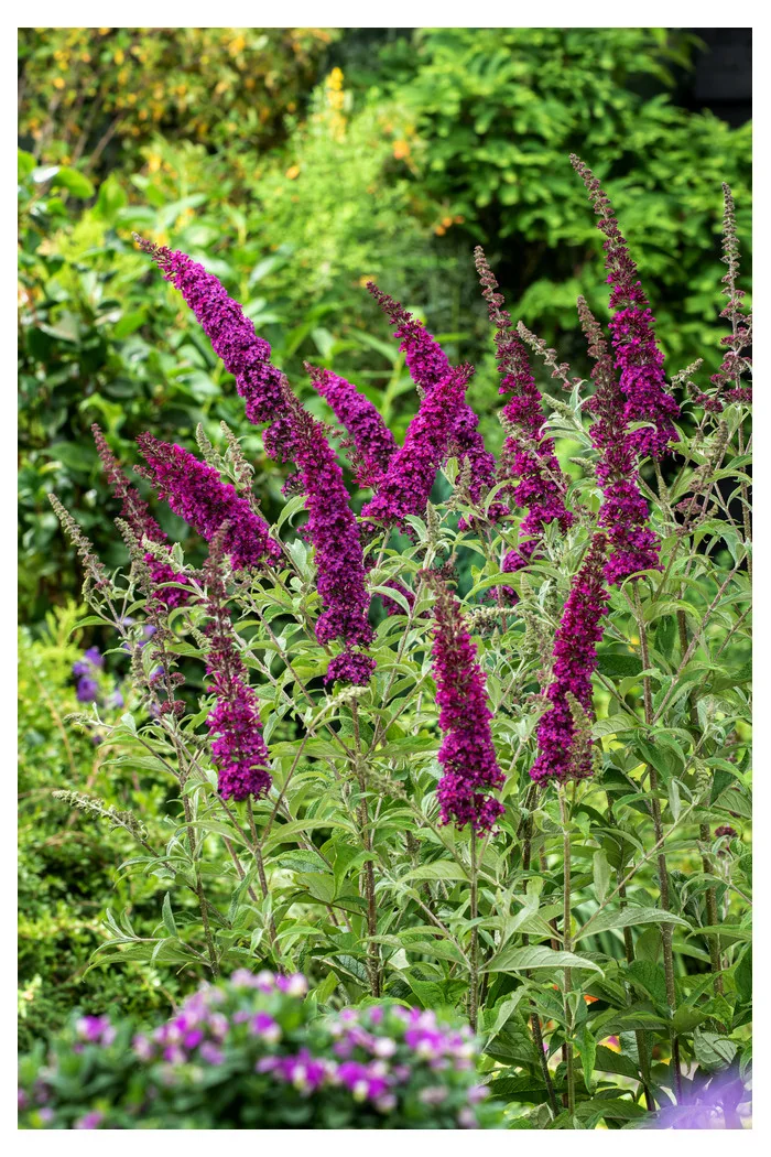Budleja Dawida 'Summer Beauty' | Buddleja dawidii