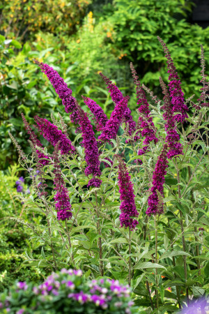 Budleja Dawida 'Summer Beauty' | Buddleja dawidii