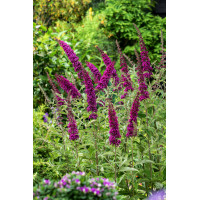 Budleja Dawida 'Summer Beauty' | Buddleja dawidii